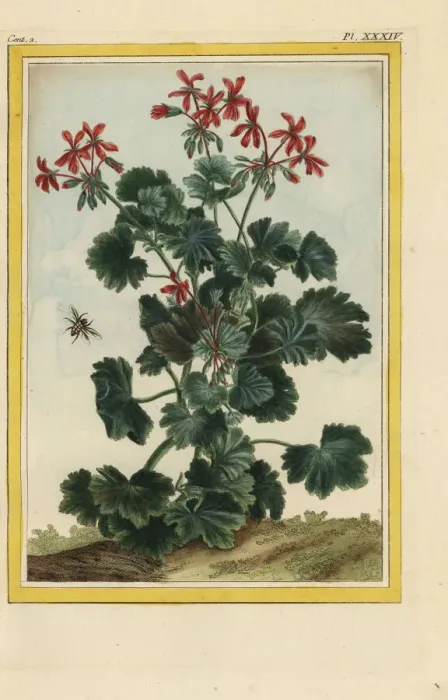 Framed Print : Storks bill, Erodium cicutarium Framed Print : Storks bill, Erodium cicutarium