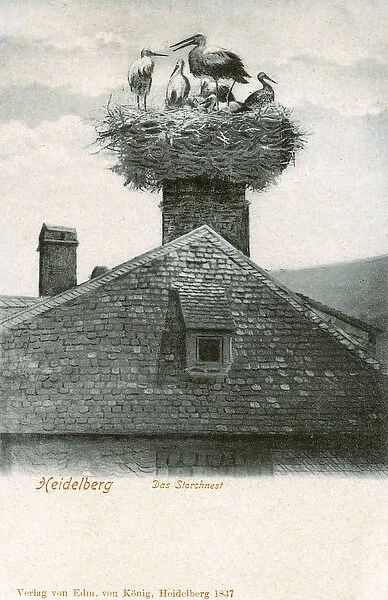 Storks Nest - On a Chimney in Heidelberg, Germany