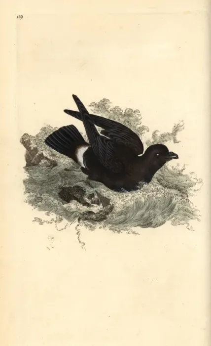 Framed Print : Storm petrel, Hydrobates pelagicus Framed Print : Storm petrel, Hydrobates pelagicus