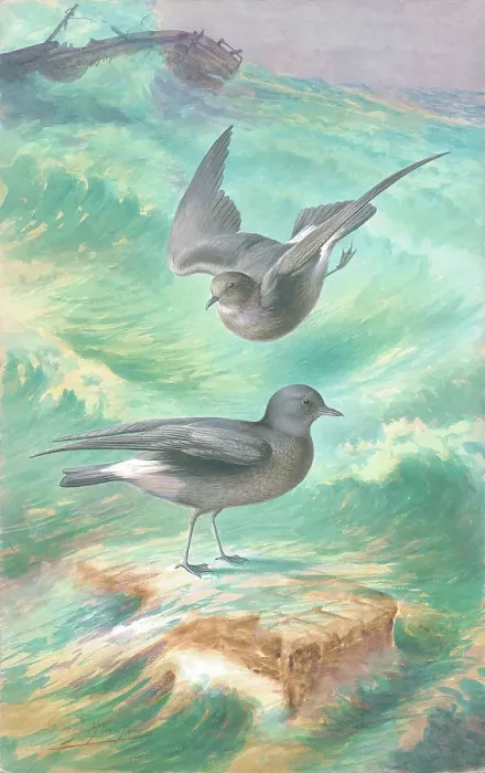 Framed Print : Storm Petrels Framed Print : Storm Petrels