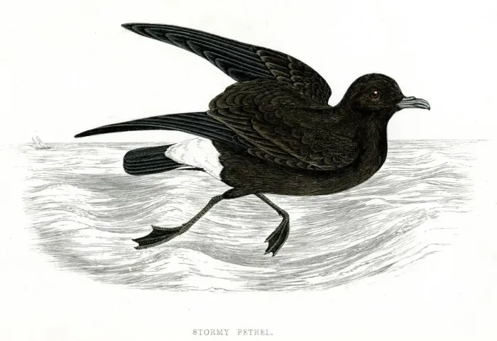 Framed Print : STORMY PETREL Framed Print : STORMY PETREL