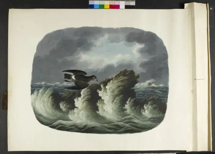 Framed Print : The stormy petrel Hydrobates pelagicus Framed Print : The stormy petrel Hydrobates pelagicus