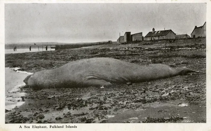 Framed Print : Stranded Sea Elephant - Falkland Islands Framed Print : Stranded Sea Elephant - Falkland Islands