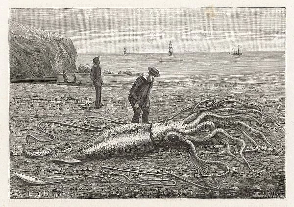 Stranded Squid  /  Canada