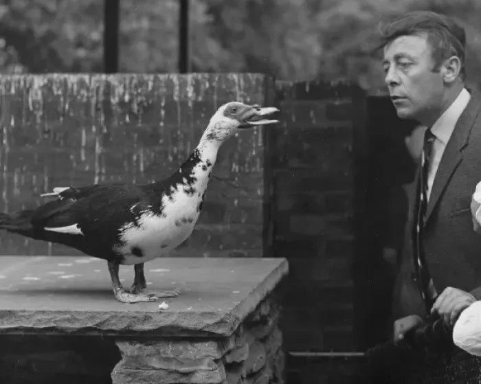 Framed Print : Strange bird squawks at a man Framed Print : Strange bird squawks at a man