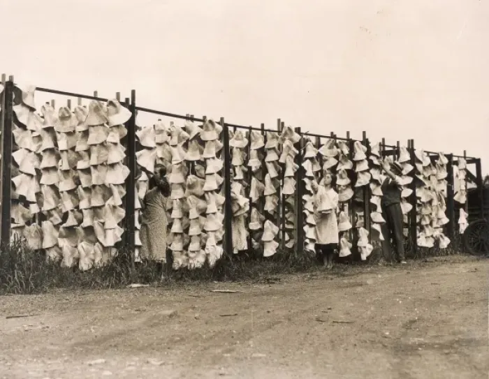 Framed Print : Straw Hats Drying Framed Print : Straw Hats Drying