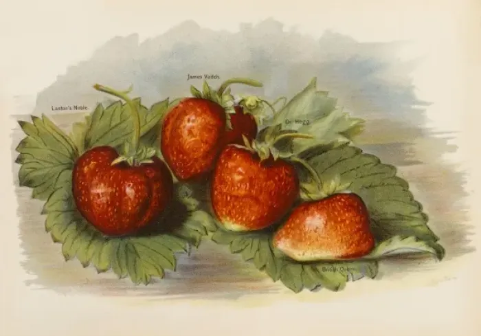 Framed Print : Strawberries Framed Print : Strawberries