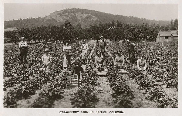 Strawberry Farm - British Columbia - Canada