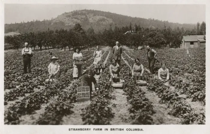 Framed Print : Strawberry Farm - British Columbia - Canada Framed Print : Strawberry Farm - British Columbia - Canada
