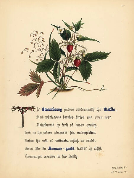 Strawberry, Nettle and Summer-grass (King Henry V)