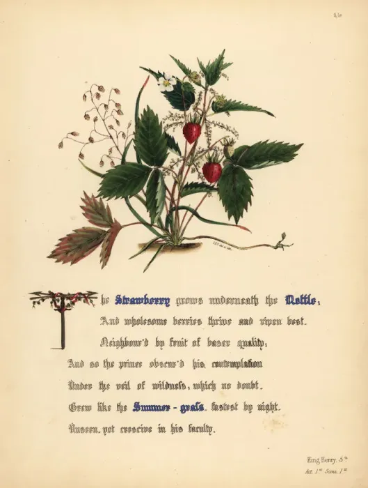 Framed Print : Strawberry, Nettle and Summer-grass (King Henry V) Framed Print : Strawberry, Nettle and Summer-grass (King Henry V)