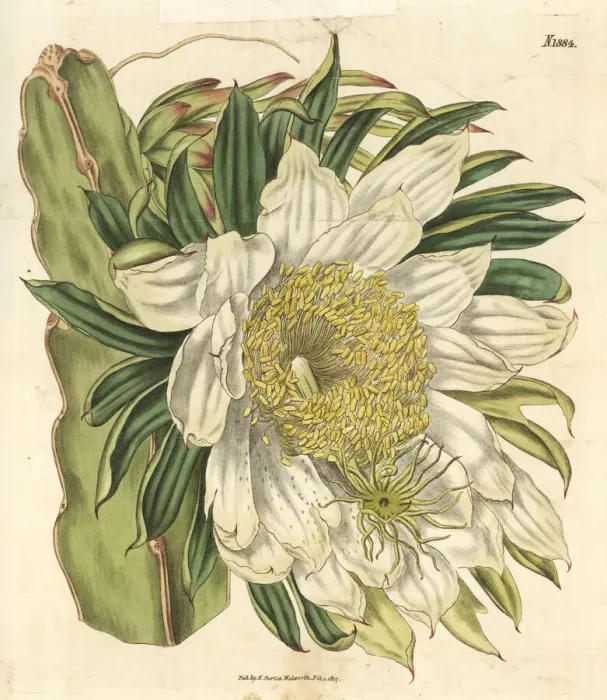 Framed Print : Strawberry pear, Hylocereus trigonus Framed Print : Strawberry pear, Hylocereus trigonus