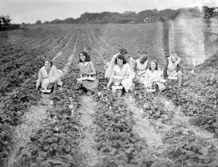 Framed Print : Strawberry Pickers Framed Print : Strawberry Pickers