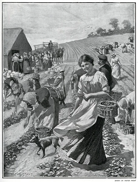 Strawberry picking season in Kent 1901