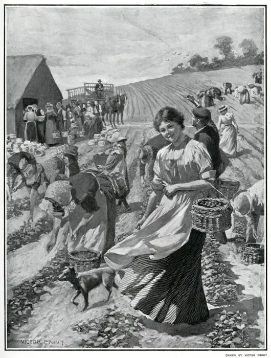 Framed Print : Strawberry picking season in Kent 1901 Framed Print : Strawberry picking season in Kent 1901