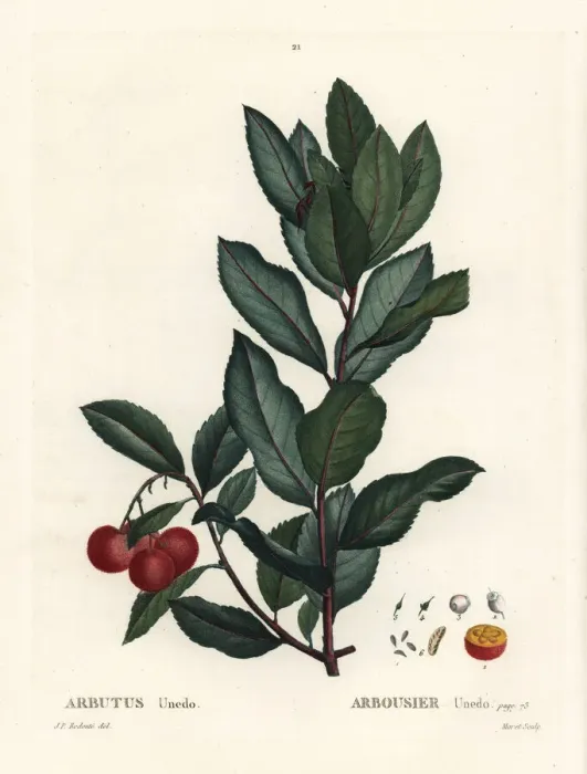 Framed Print : Strawberry tree, Arbutus unedo Framed Print : Strawberry tree, Arbutus unedo