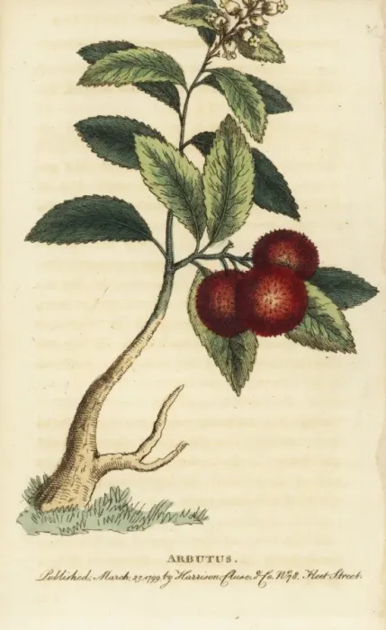 Framed Print : Strawberry tree or cane apple, Arbutus unedo Framed Print : Strawberry tree or cane apple, Arbutus unedo