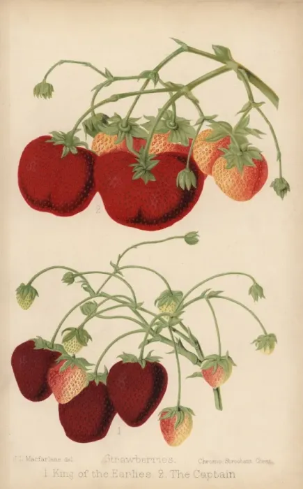 Framed Print : Strawberry varieties: King of the Earlies Framed Print : Strawberry varieties: King of the Earlies