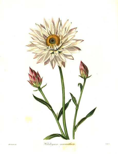 Strawflower, Helichrysum macranthum