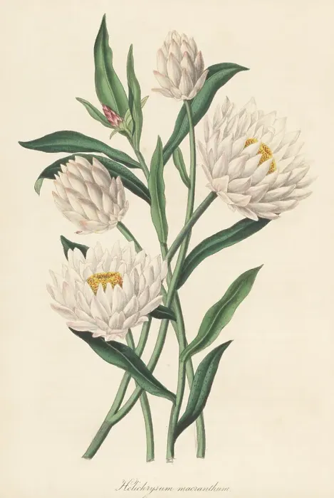 Framed Print : Strawflower, Xerochrysum macranthum Framed Print : Strawflower, Xerochrysum macranthum