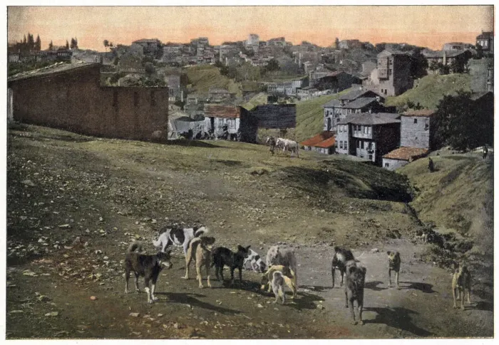 Framed Print : Stray dogs of Istanbul, Turkey. Date: 1890s Framed Print : Stray dogs of Istanbul, Turkey. Date: 1890s