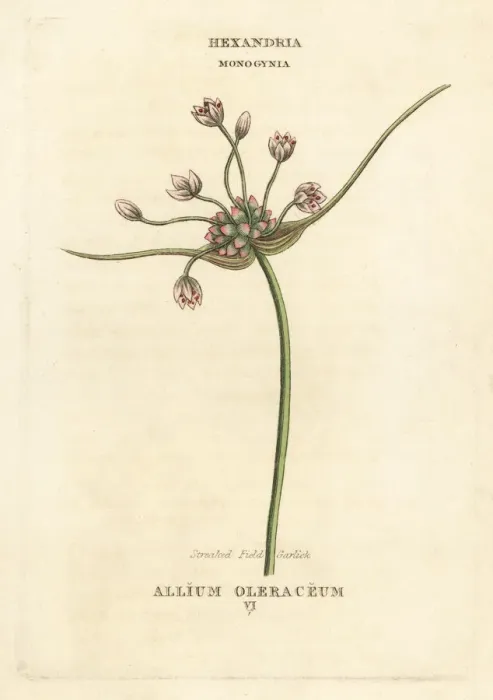 Framed Print : Streaked field garlic, Allium oleraceum Framed Print : Streaked field garlic, Allium oleraceum