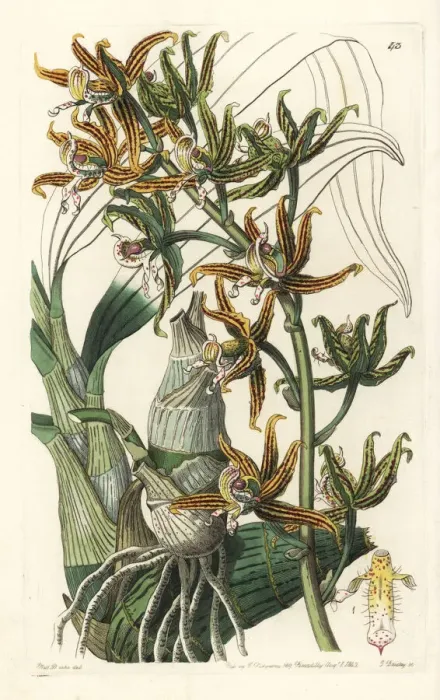 Framed Print : Streaked mormodes orchid, Mormodes lineata Framed Print : Streaked mormodes orchid, Mormodes lineata