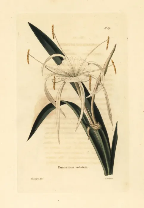 Framed Print : Streambank spiderlily, Hymenocallis rotata Framed Print : Streambank spiderlily, Hymenocallis rotata