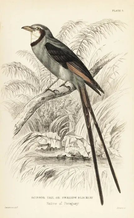 Framed Print : Streamer-tailed tyrant, Gubernetes yetapa Framed Print : Streamer-tailed tyrant, Gubernetes yetapa