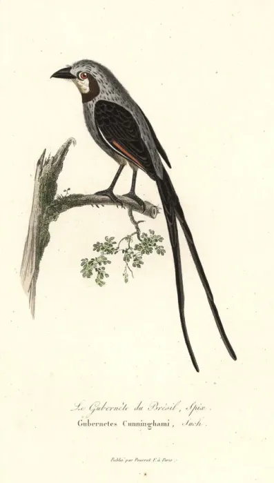 Framed Print : Streamer-tailed tyrant, Gubernetes yetapa Framed Print : Streamer-tailed tyrant, Gubernetes yetapa