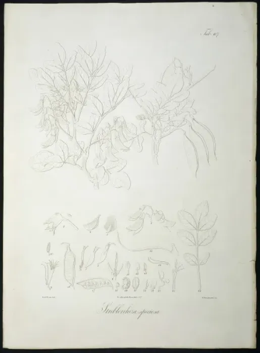 Framed Print : Streblorrhiza speciosa Framed Print : Streblorrhiza speciosa