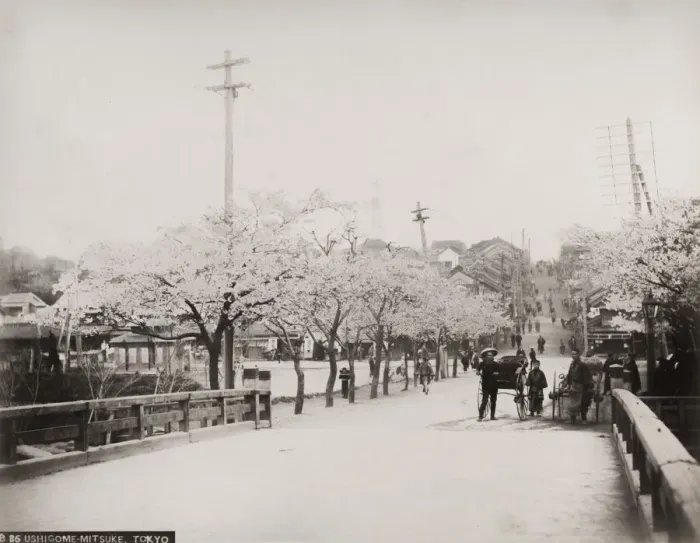 Framed Print : Street with cherry blossom, Japan Framed Print : Street with cherry blossom, Japan