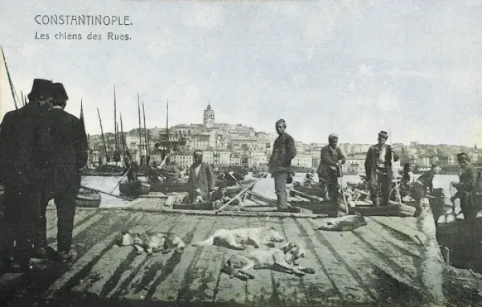 Framed Print : Street Dogs asleep - Constantinople, Turkey Framed Print : Street Dogs asleep - Constantinople, Turkey