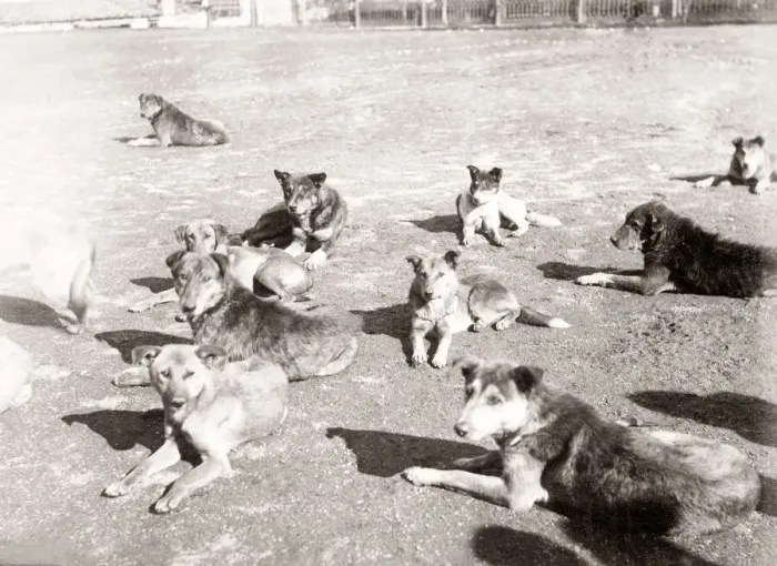 Framed Print : Street dogs, Constantinople, (Istanbul) Turkey, c. 1880 s Framed Print : Street dogs, Constantinople, (Istanbul) Turkey, c. 1880 s
