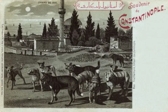 Framed Print : Street Dogs in vicinity of Sokollu Mehmet Pasha Mosque Framed Print : Street Dogs in vicinity of Sokollu Mehmet Pasha Mosque