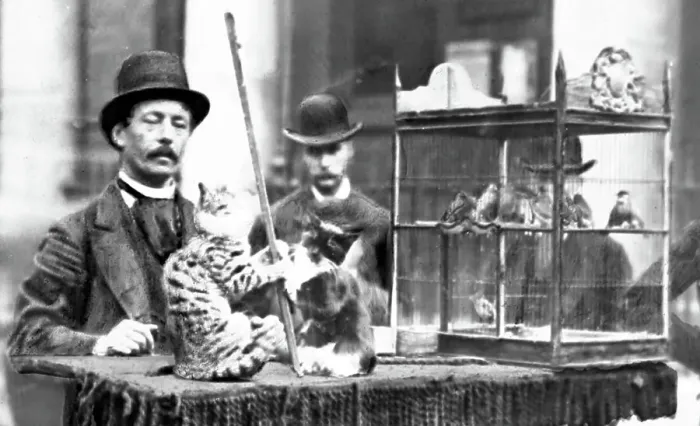 Framed Print : Street entertainer with performing cats, Victorian period Framed Print : Street entertainer with performing cats, Victorian period