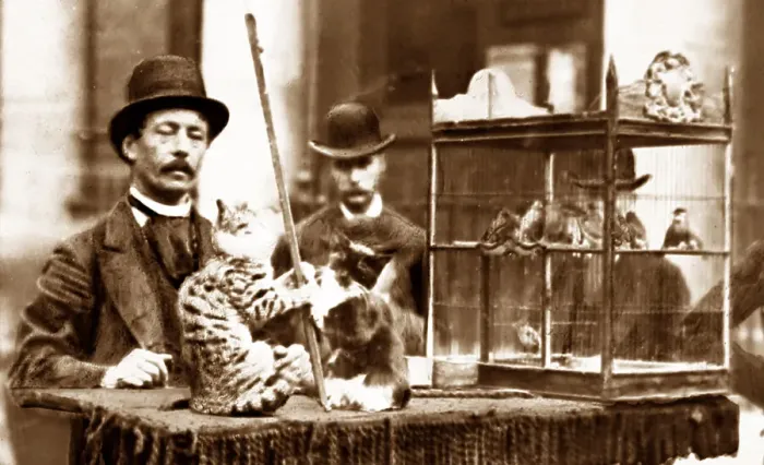 Framed Print : Street entertainer with performing cats, Victorian period Framed Print : Street entertainer with performing cats, Victorian period
