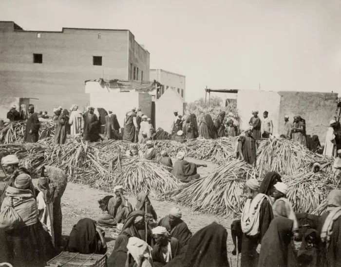 Framed Print : Street market, Egypt, sellng sugar cane? Framed Print : Street market, Egypt, sellng sugar cane?