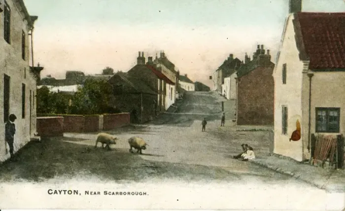 Framed Print : Street with Pigs, Cayton, Yorkshire Framed Print : Street with Pigs, Cayton, Yorkshire