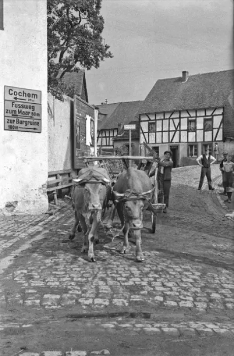 Framed Print : Street scene with oxen, Germany Framed Print : Street scene with oxen, Germany