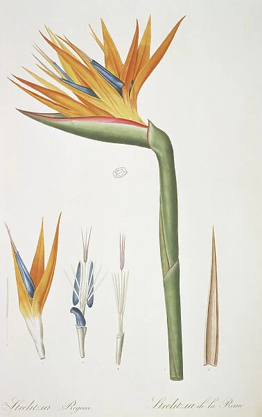 Strelitzia reginae, bird of paradise