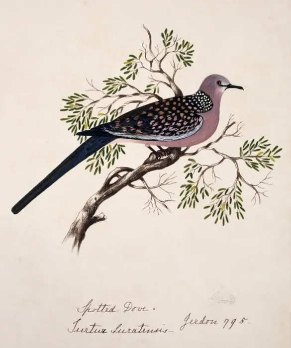 Framed Print : Streptopelia chinensis, spotted-necked dove Framed Print : Streptopelia chinensis, spotted-necked dove