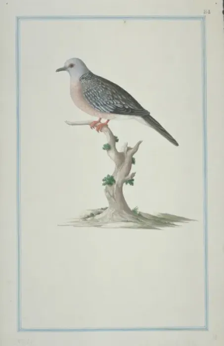 Framed Print : Streptopelia chinensis suratensis, spotted-necked dove Framed Print : Streptopelia chinensis suratensis, spotted-necked dove