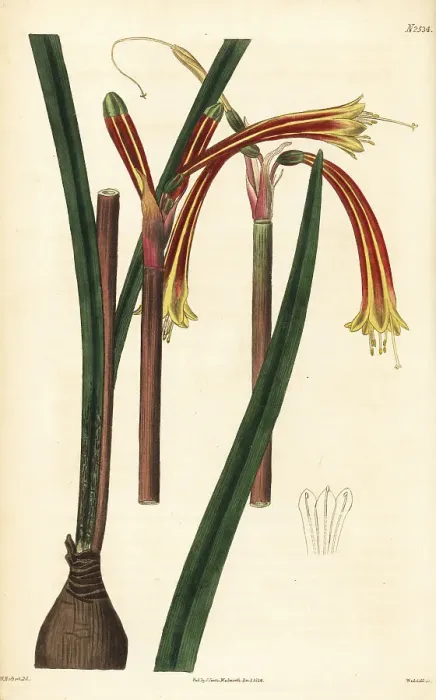 Framed Print : Striated cyrtanthus, Cyrtanthus striatus Framed Print : Striated cyrtanthus, Cyrtanthus striatus
