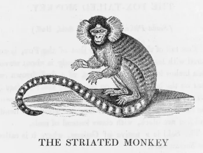 Framed Print : Striated Monkey (Bewick) Framed Print : Striated Monkey (Bewick)