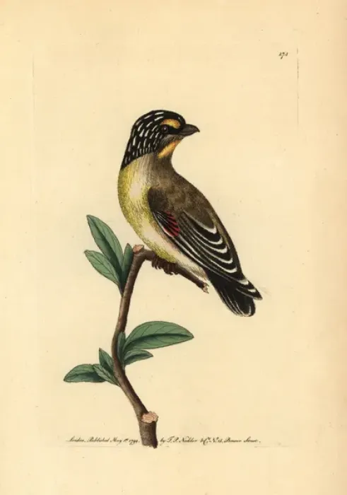 Framed Print : Striated pardalote, Pardalotus striatus Framed Print : Striated pardalote, Pardalotus striatus