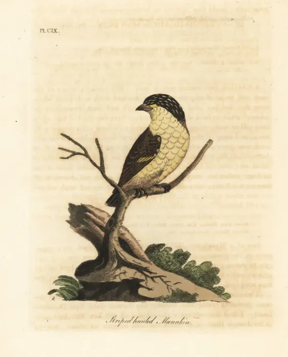 Framed Print : Striated pardalote, Pardalotus striatus Framed Print : Striated pardalote, Pardalotus striatus