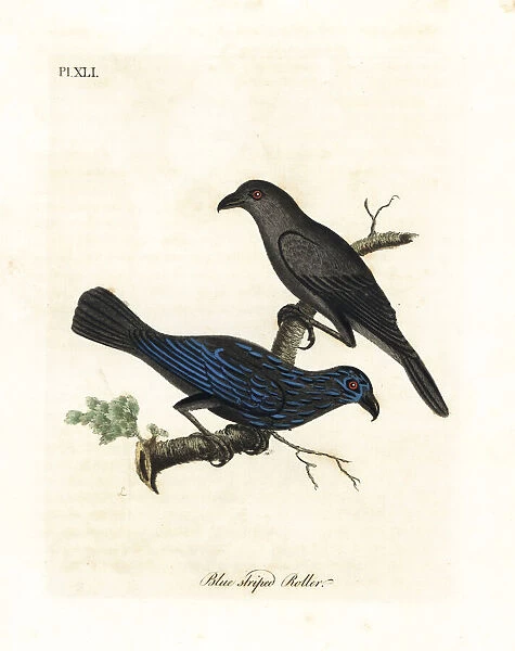 Striated starling, Aplonis striata