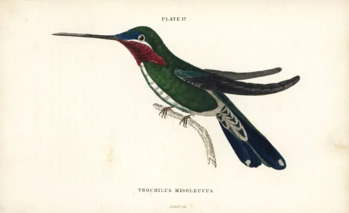 Framed Print : Stripe-breasted starthroat, Heliomaster squamosus Framed Print : Stripe-breasted starthroat, Heliomaster squamosus