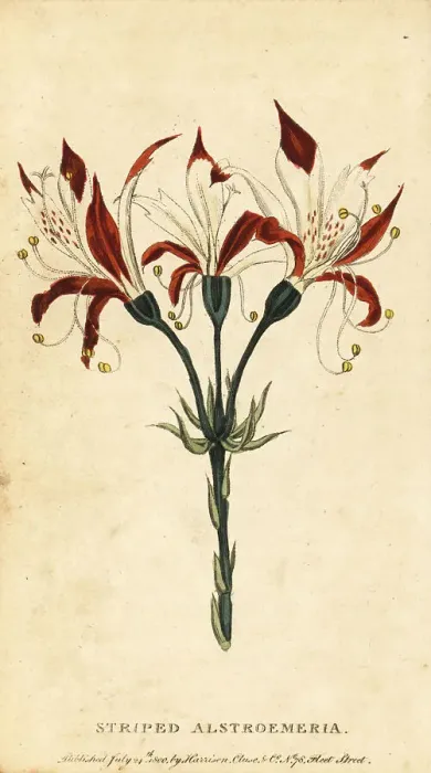 Framed Print : Striped alstroemeria, Alstroemeria ligtu Framed Print : Striped alstroemeria, Alstroemeria ligtu